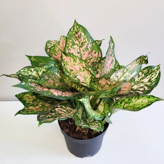            Aglaonema commutatum Red Valentine - nádherně zbarvené rostliny
