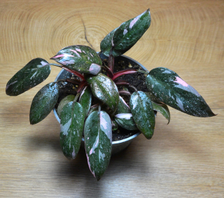 Philodendron Pink Princess - mladé rostliny s exkluzivním panašováním