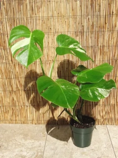                  Monstera deliciosa ALBO VARIEGATA - SUPER CENA