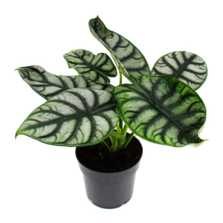 Alocasia baginda Silver Dragon - krásně vybarvené rostliny