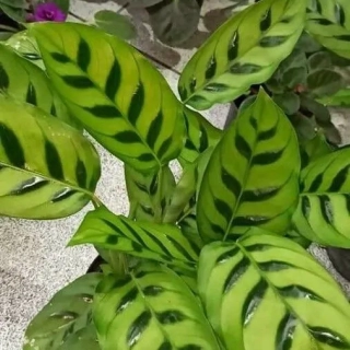           Goeppertia (Calathea) bacheniana - krásná kresba na llistech