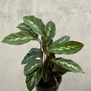           Goeppertia (Calathea) louisae - krásná kresba na llistech