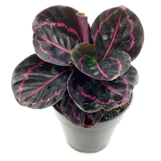           Goeppertia (Calathea) roseopicta Dottie - úžasně zbarvené listy
