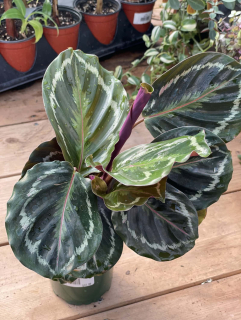            Goeppertia (Calathea) XL mix - listy 30cm+