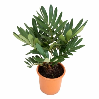             Cykas Zamia furfuracea - krásný, špatně dostupný druh