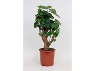                 Polyscias fabian - malá forma "bonsai"