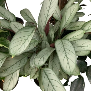           Ctenanthe setosa Grey star - krásná kresba na llistech