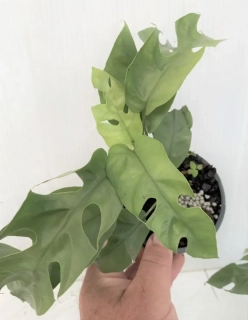                       RARITA Monstera Rhaphidophora tetrasperma BLUE STEEL