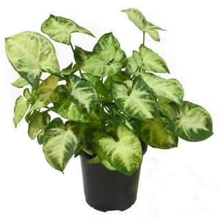                 Syngonium podophyllum PIXIE - zakrslá forma