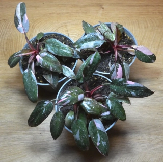AKCE 2+1 GRATIS - 3x Philodendron PINK PRINCESS