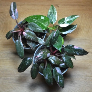 AKCE 2+1 GRATIS - 2x Philodendron PINK PRINCESS + WHITE KNIGHT GRATIS