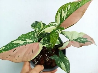                      Syngonium podophyllum TRICOLOR - nádherně zbarvená forma
