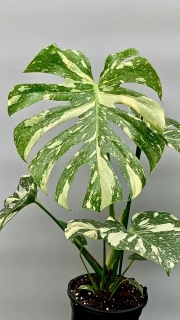                           Monstera deliciosa THAI CONSTELLATION - Nádherné rostliny
