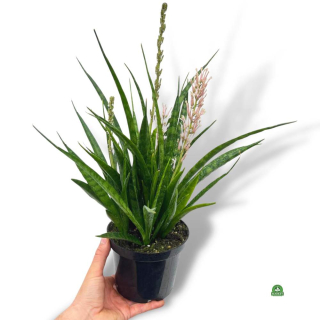                        Sansevieria kirkii - krásné větší rostliny