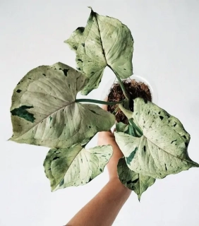 Syngonium Green Splash - nádherně zbarvená forma