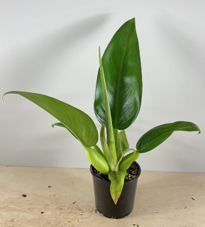 Philodendron martianum - špatně dostupný zajímavý druh