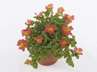         Šrucha zelná - pro suchozemské želvy a agamy