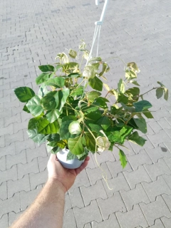                        Cissus alata - Žumen - velmi poptávaná popínavka