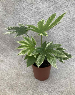                Fatsia japonica Variegata - krásná panašovaná forma