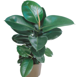                Ficus elastica GREEN - krásné půlmetrové stromky