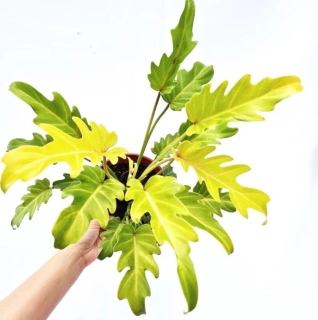                     Philodendron Xanadu VARIEGATA - velké rostliny