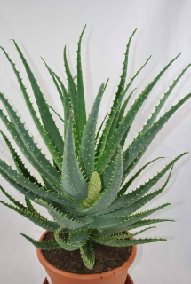        Aloe arborescens - vysoké, stromkové aloe