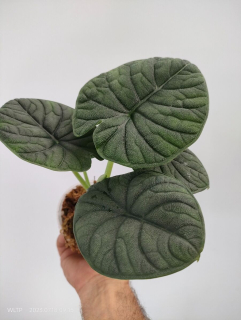 Alocasia melo - krásně vybarvené rostliny
