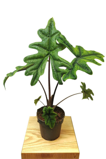 Alocasia Jacklynn - úžasný tvar listů