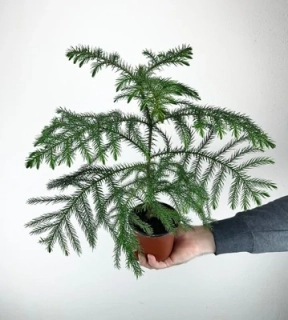                Araucaria heterophylla - pro pagekony