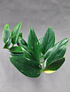 Monstera standleyana Variegata - jinak taky Philodendron cobra - větší rostliny