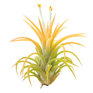   Tillandsia ionantha YELLOW - velké rostliny