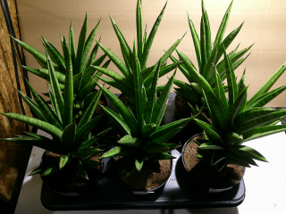                        Sansevieria cylindrica - krásné větší rostliny