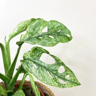              Monstera adansonii MINT - unikátní zbarvení