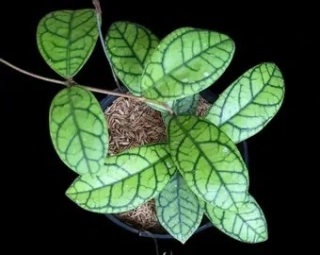                         Hoya calystophylla - druh s úžasnými velkými listy