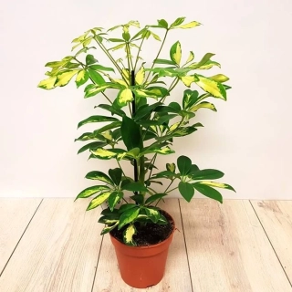            Schefflera arboricola - větší stromky