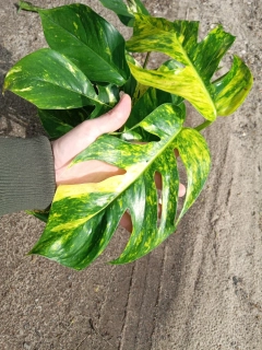                  Epipremnum pinnatum Yellow Flame - nádherně panašovaná - mladé rostliny