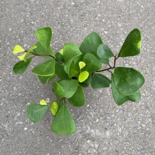                        EXKLUZIVNĚ Ficus triangularis GREEN - velmi špatně dostupný nádherný druh
