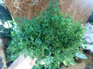                   Vraneček - Selaginella uncinata