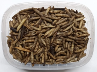     TeraPlus Dry FlyWorms - 1250 ml - NOVINKA