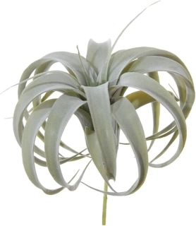                     Tillandsia xerographica SILVER - velký druh