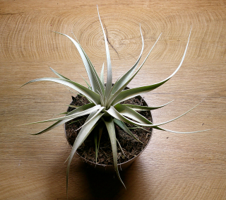                     Tillandsia xerographica SILVER - velký druh