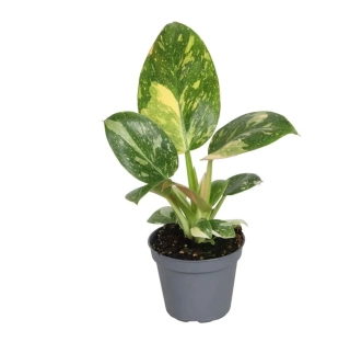 Philodendron GREEN CONGO - úžasné panašování s červeným odstínem
